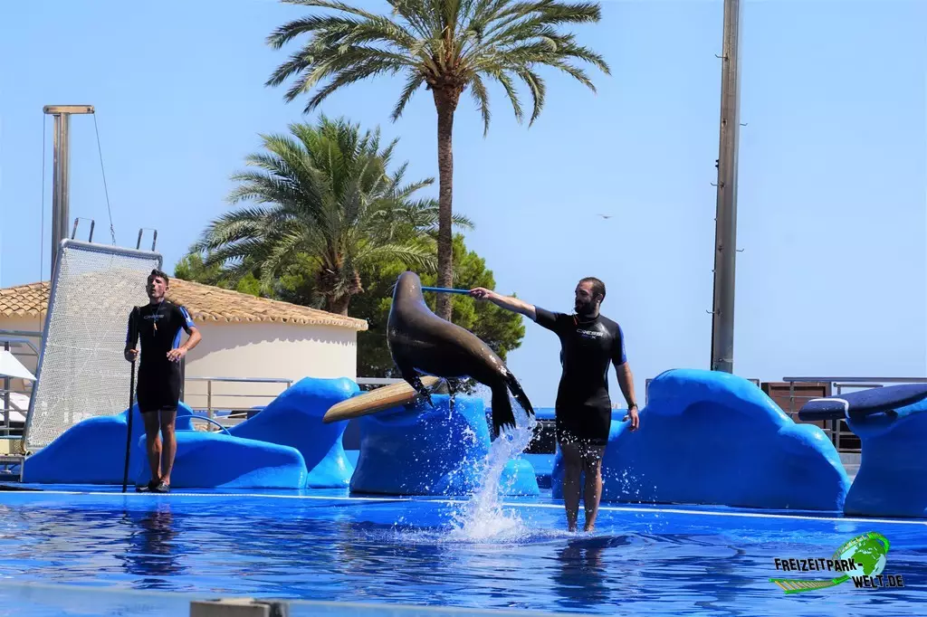 Delfinshow im Marineland Mallorca - 2022
