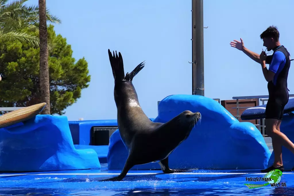 Delfinshow im Marineland Mallorca - 2022