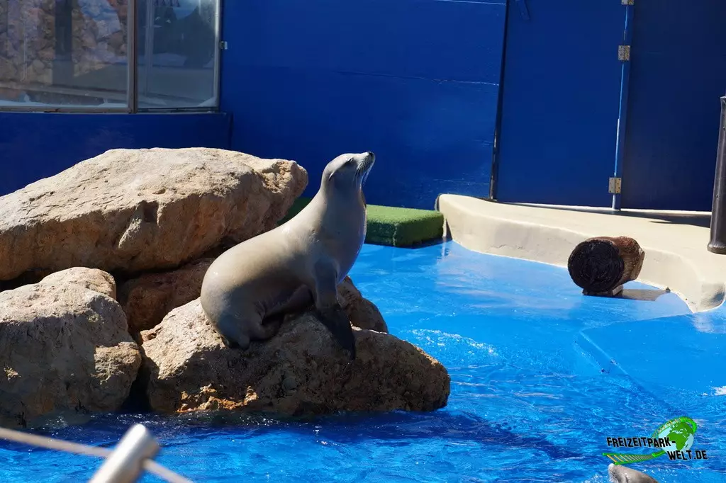 Kalifornischer Seelöwe im Marineland Mallorca - 2022