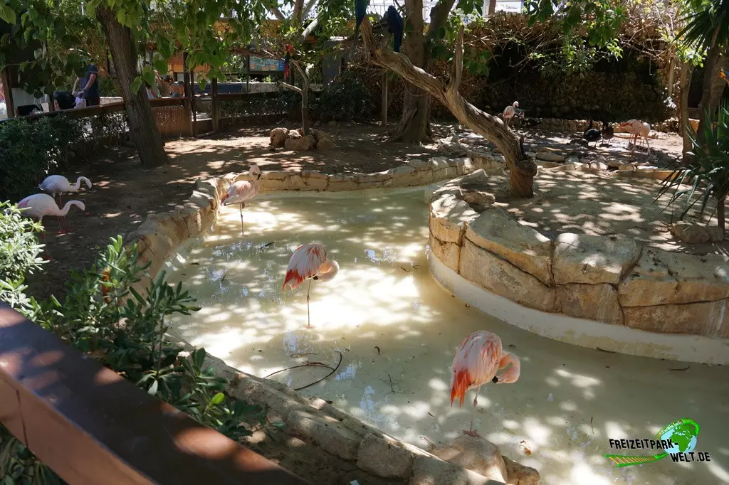 Chile-Flamingo im Marineland Mallorca - 2022