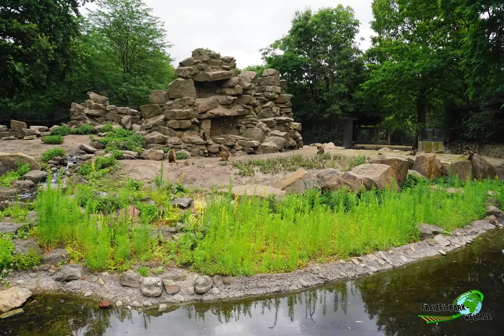 Dschelada / Blutbrustpavian im NaturZoo Rheine - 2019