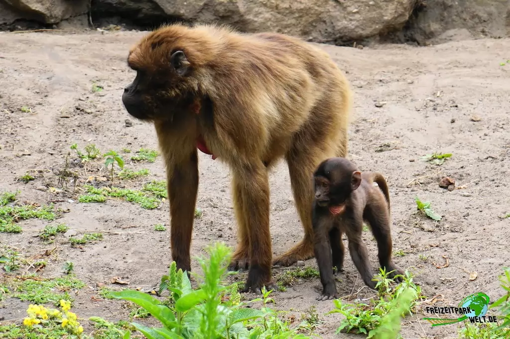 Dschelada / Blutbrustpavian im NaturZoo Rheine - 2019