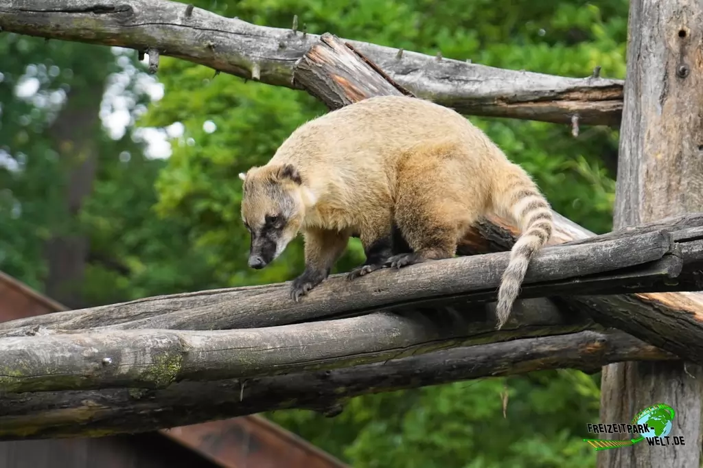 Nasenbär im NaturZoo Rheine - 2019