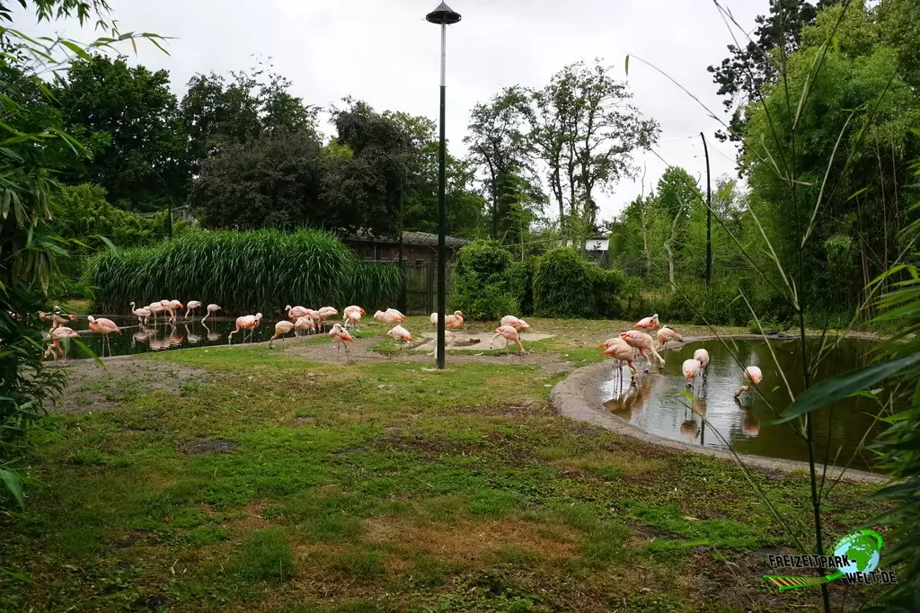 Chile-Flamingo im NaturZoo Rheine - 2019