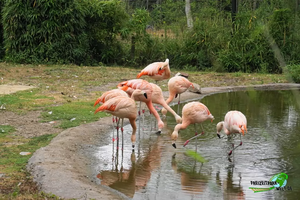 Chile-Flamingo im NaturZoo Rheine - 2019