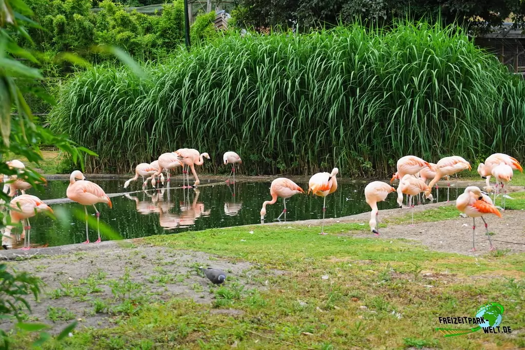 Chile-Flamingo im NaturZoo Rheine - 2019