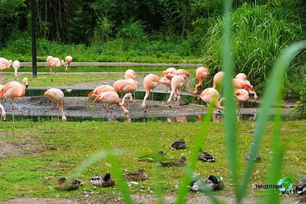 Chile-Flamingo im NaturZoo Rheine - 2019