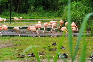 Mini-Galerie NaturZoo Rheine Foto 3