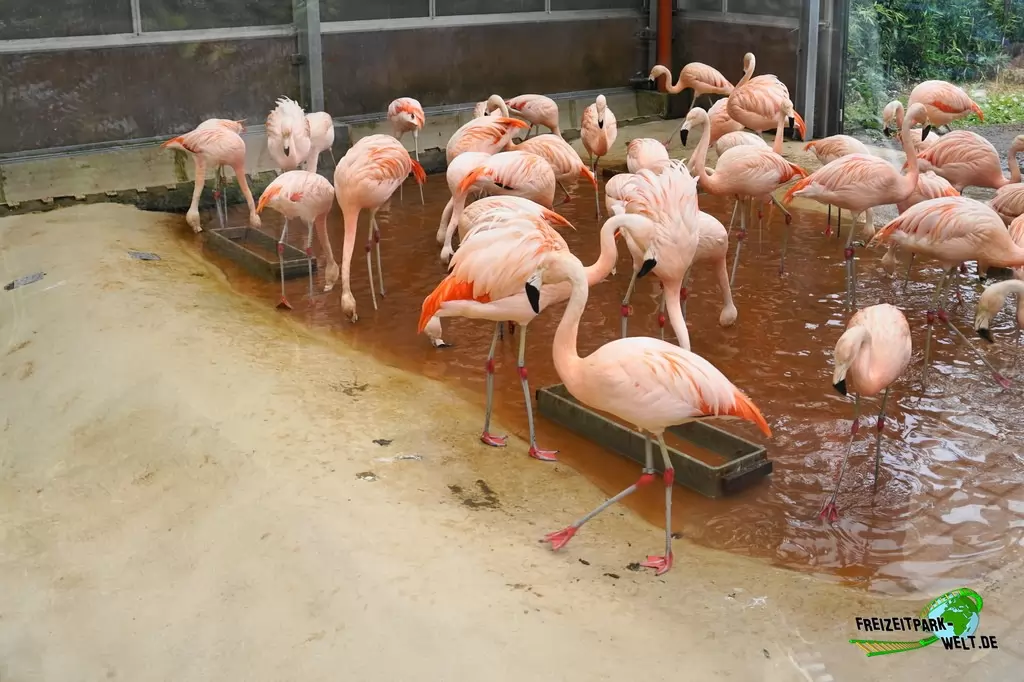 Chile-Flamingo im NaturZoo Rheine - 2019