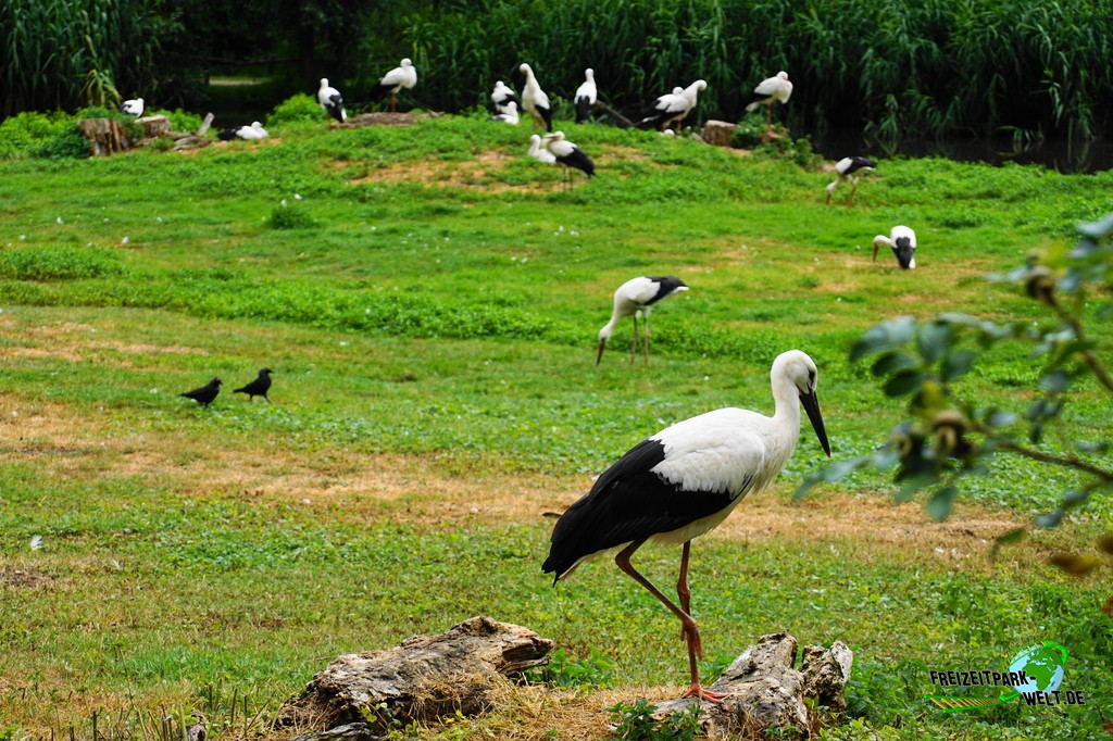 Weißstorch im NaturZoo Rheine - 2019: Die größte Storchenkolonie in Deutschland kann im Storchenreservat in einem Rundgang erlebt werden.