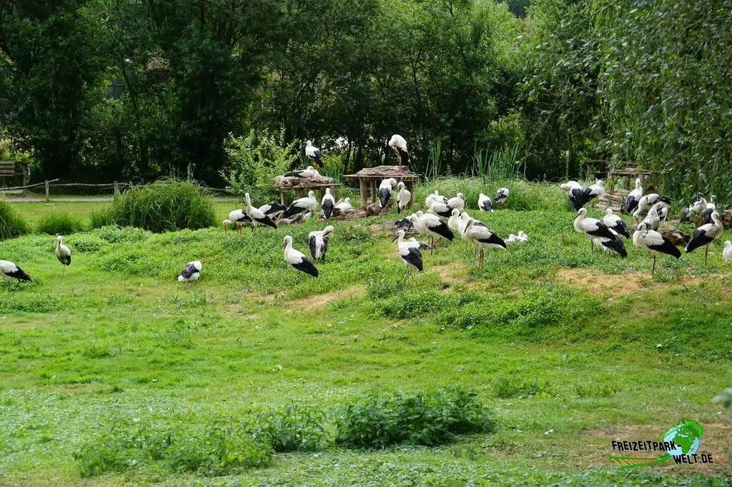 Weißstorch im NaturZoo Rheine - 2019
