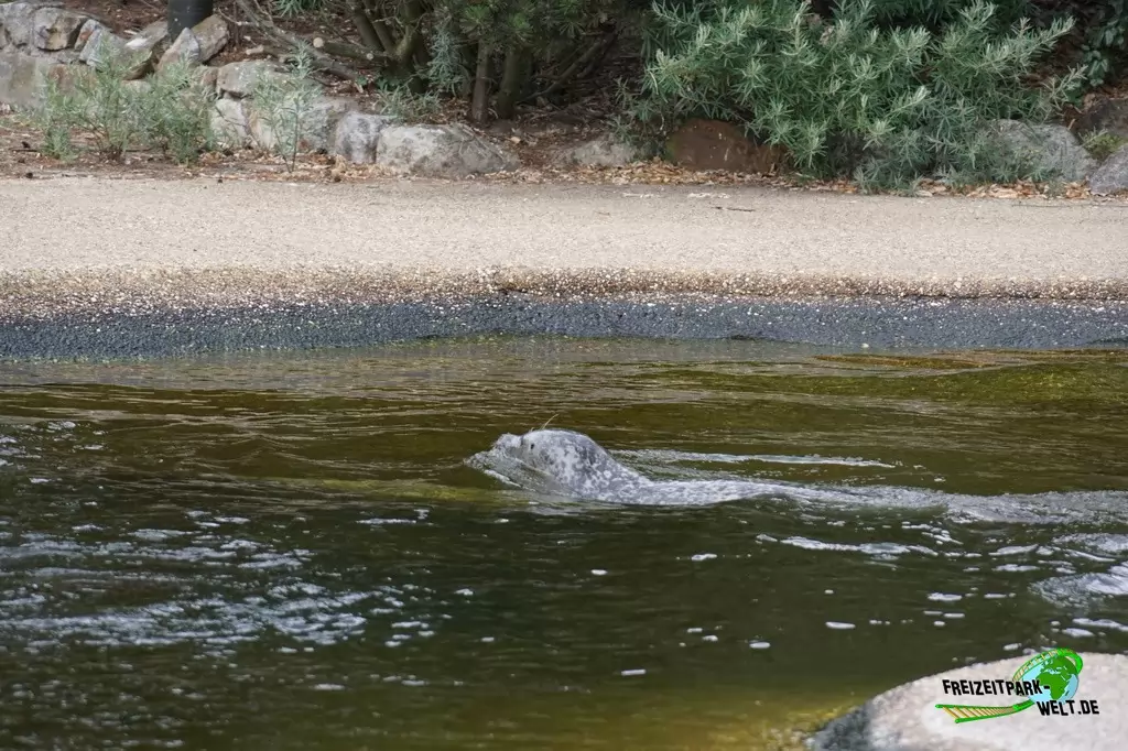 Seehunde im NaturZoo Rheine - 2019