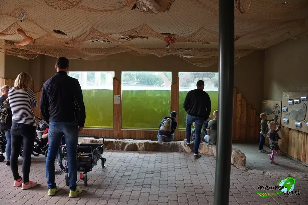 Seehunde im NaturZoo Rheine - 2019