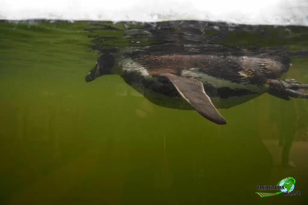 Humboldt-Pinguine im NaturZoo Rheine - 2019
