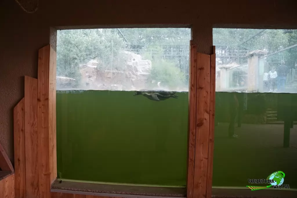 Humboldt-Pinguine im NaturZoo Rheine - 2019