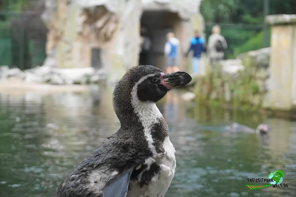 Humboldt-Pinguine im NaturZoo Rheine - 2019