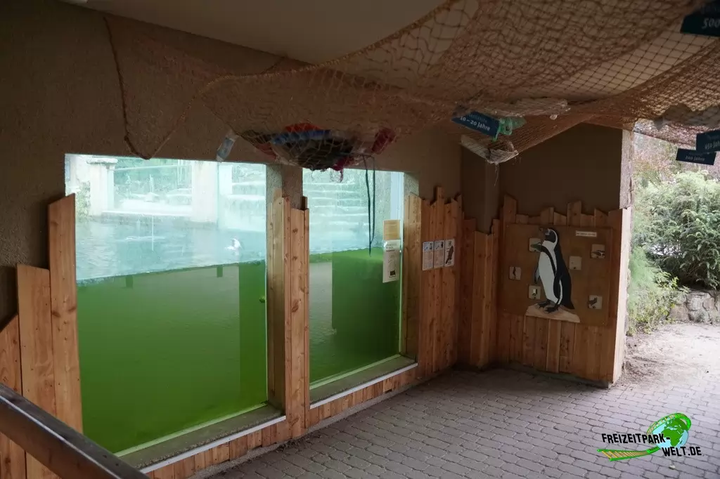 Humboldt-Pinguine im NaturZoo Rheine - 2019