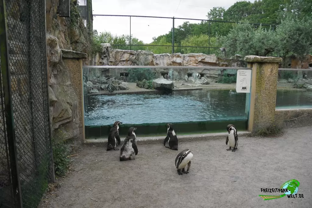 Humboldt-Pinguine im NaturZoo Rheine - 2019