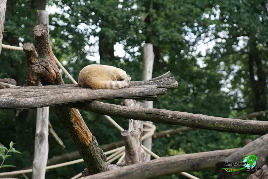 Nasenbär im NaturZoo Rheine - 2019