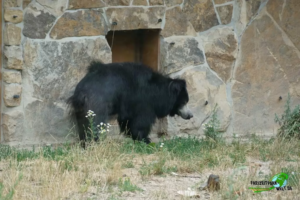 Lippenbär im NaturZoo Rheine - 2019