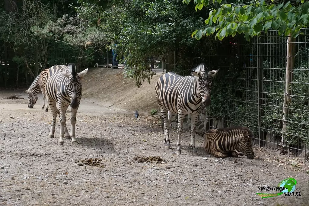 Chapman-Zebra im NaturZoo Rheine - 2019