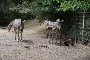 Mini-Galerie NaturZoo Rheine Foto 9