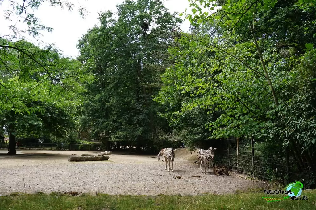 Chapman-Zebra im NaturZoo Rheine - 2019