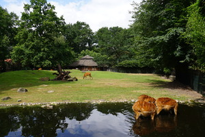 Mini-Galerie NaturZoo Rheine Foto 10