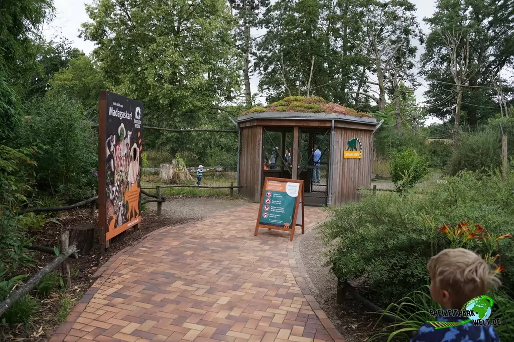 Katta im NaturZoo Rheine - 2019