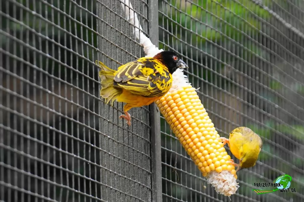 Textor-Weber im NaturZoo Rheine - 2019