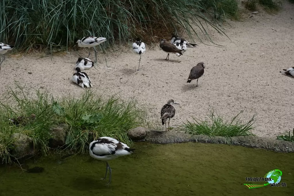 Säbelschnäbler im NaturZoo Rheine - 2019