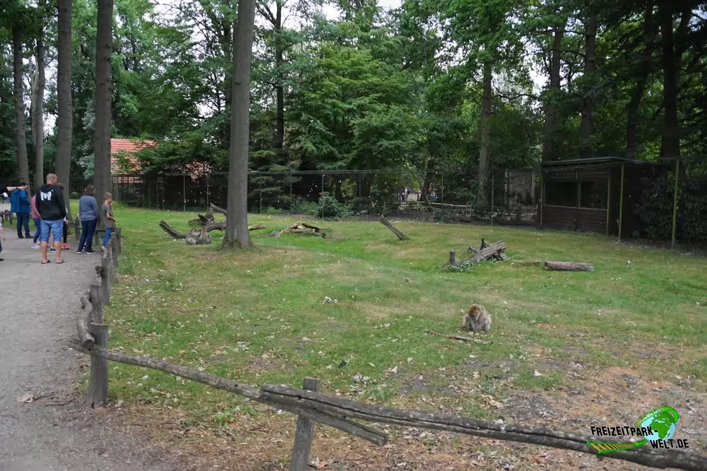 Berberaffen im NaturZoo Rheine - 2019