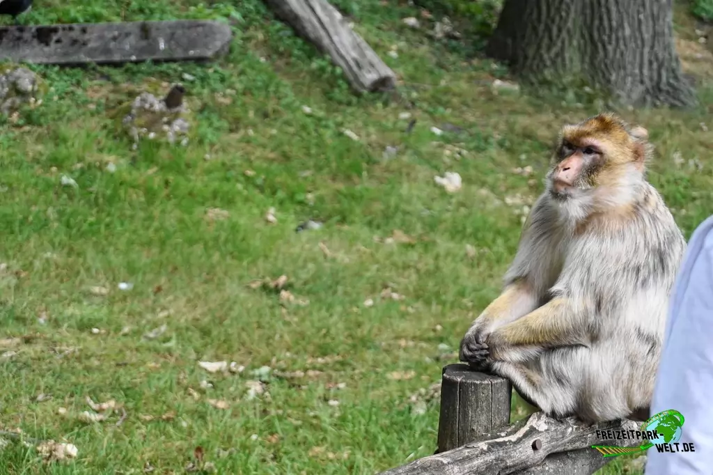 Berberaffen im NaturZoo Rheine - 2019