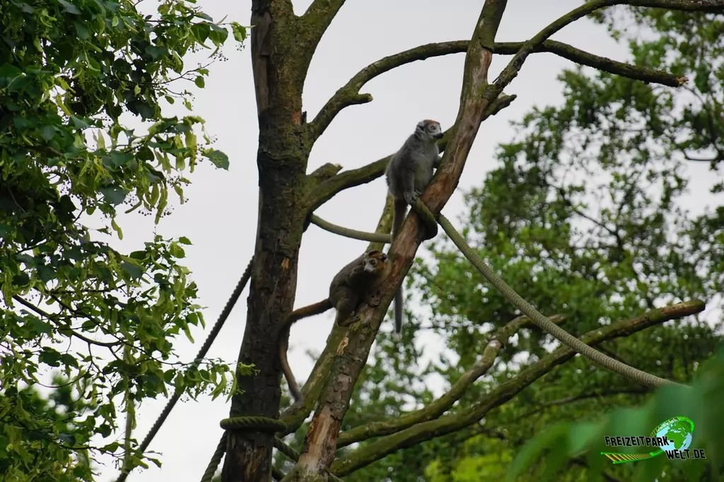 Katta im NaturZoo Rheine - 2019