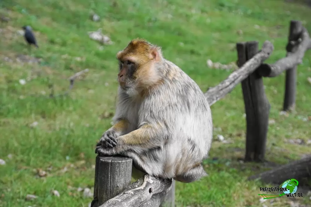 Berberaffen im NaturZoo Rheine - 2019