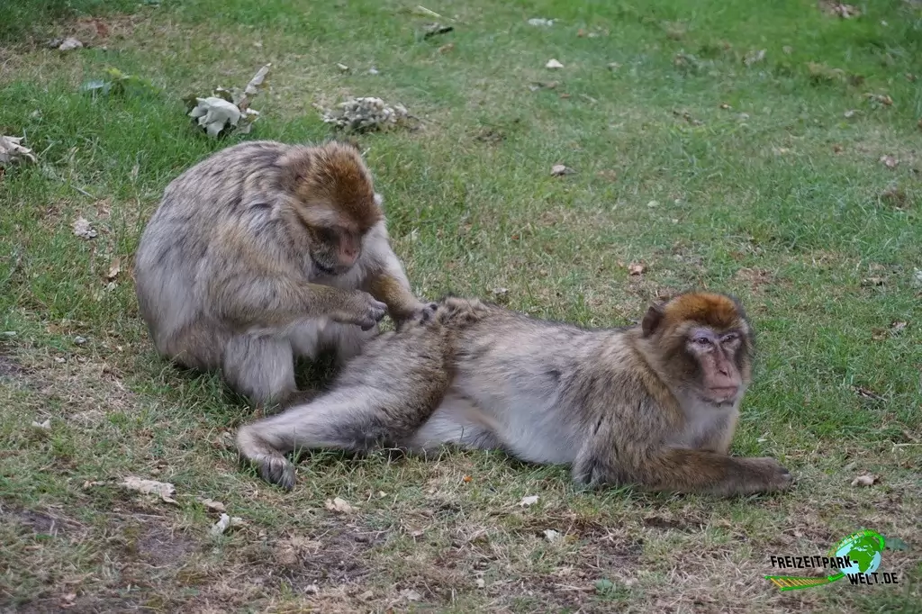 Berberaffen im NaturZoo Rheine - 2019