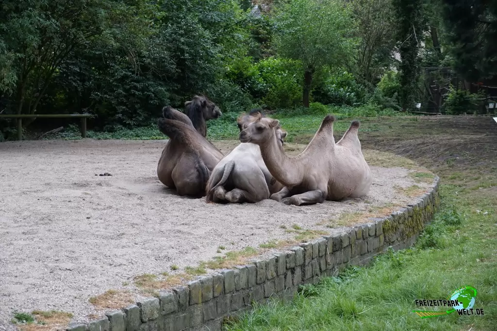 Trampeltier im NaturZoo Rheine - 2019