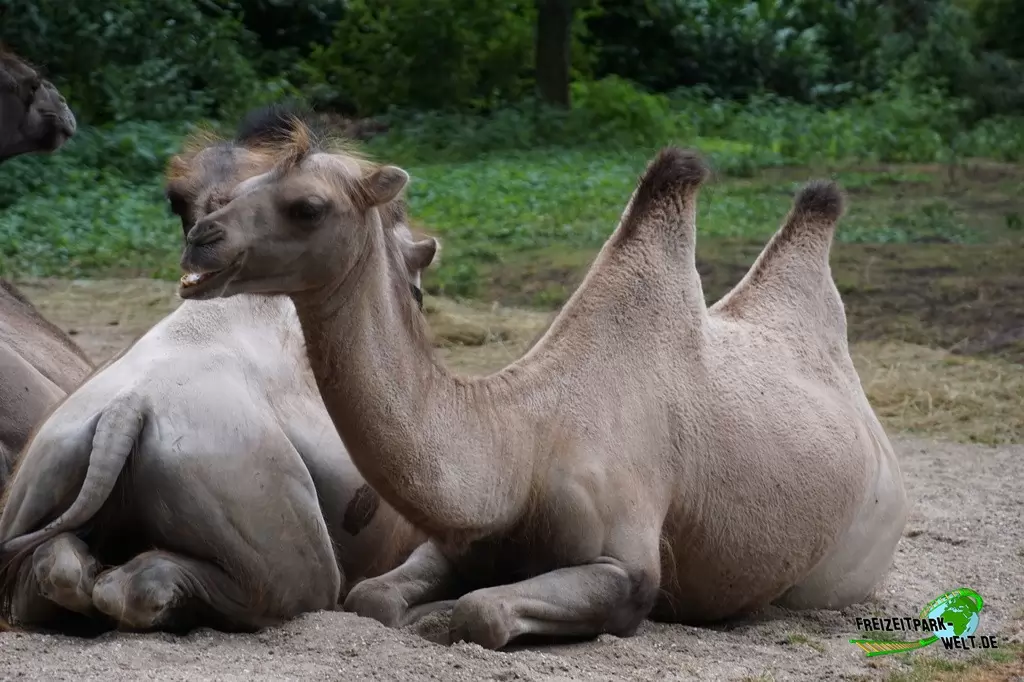 Trampeltier im NaturZoo Rheine - 2019