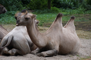 Mini-Galerie NaturZoo Rheine Foto 14