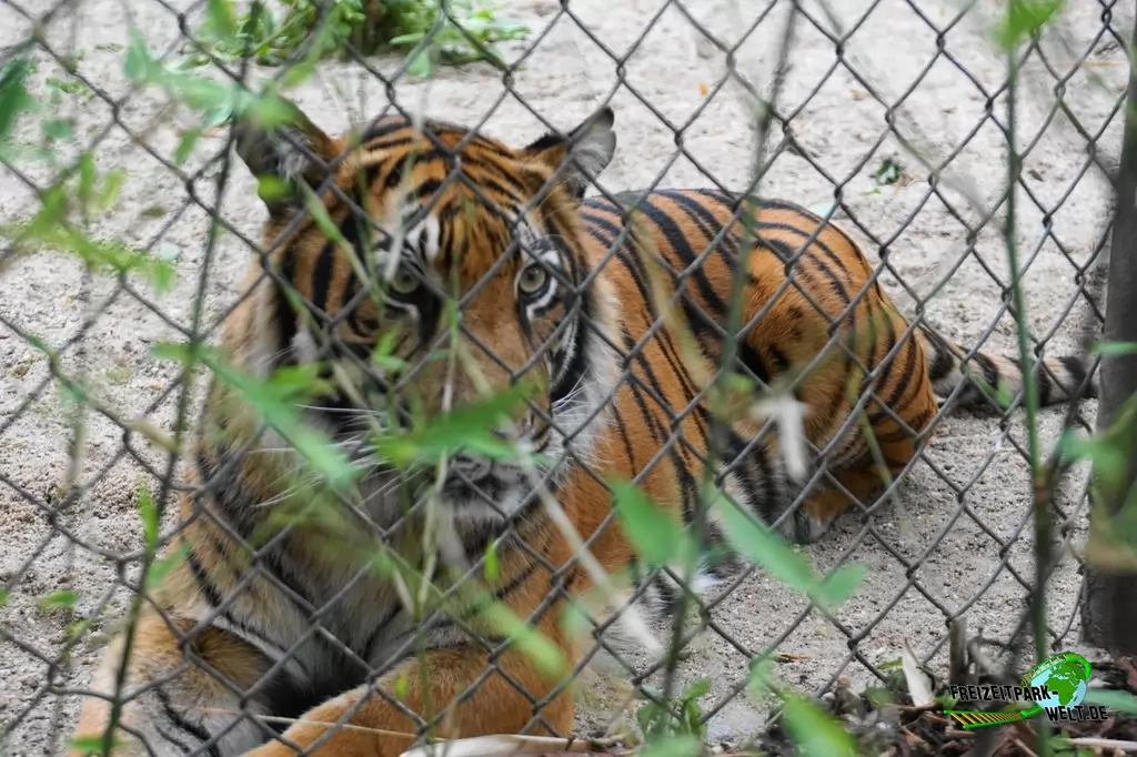 Sumatra Tiger im NaturZoo Rheine - 2019