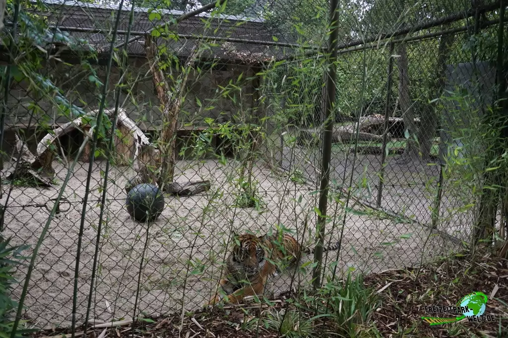Sumatra Tiger im NaturZoo Rheine - 2019