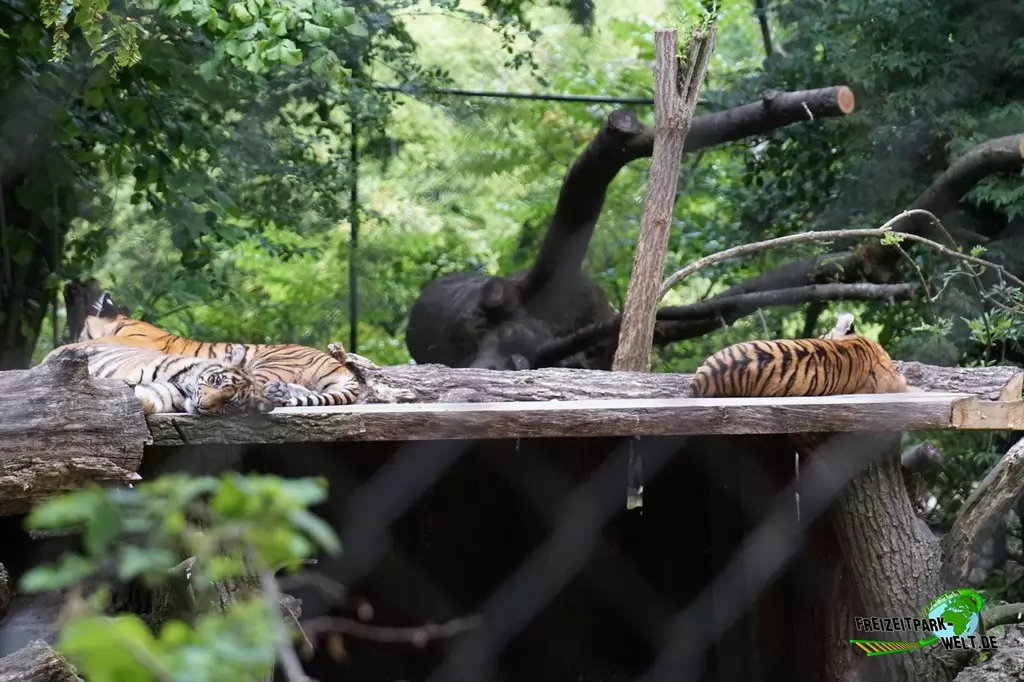 Sumatra Tiger im NaturZoo Rheine - 2019
