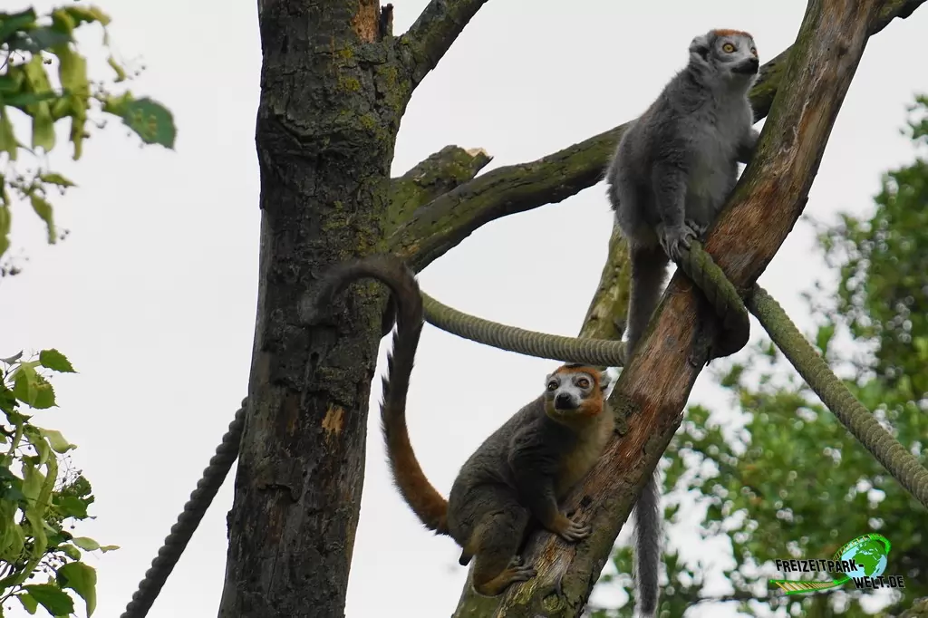 Katta im NaturZoo Rheine - 2019