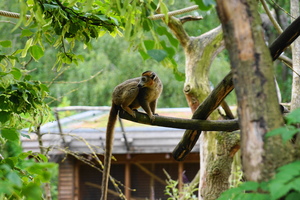 Teaserfoto NaturZoo Rheine