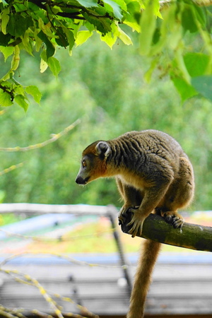 Mini-Galerie NaturZoo Rheine Foto 1