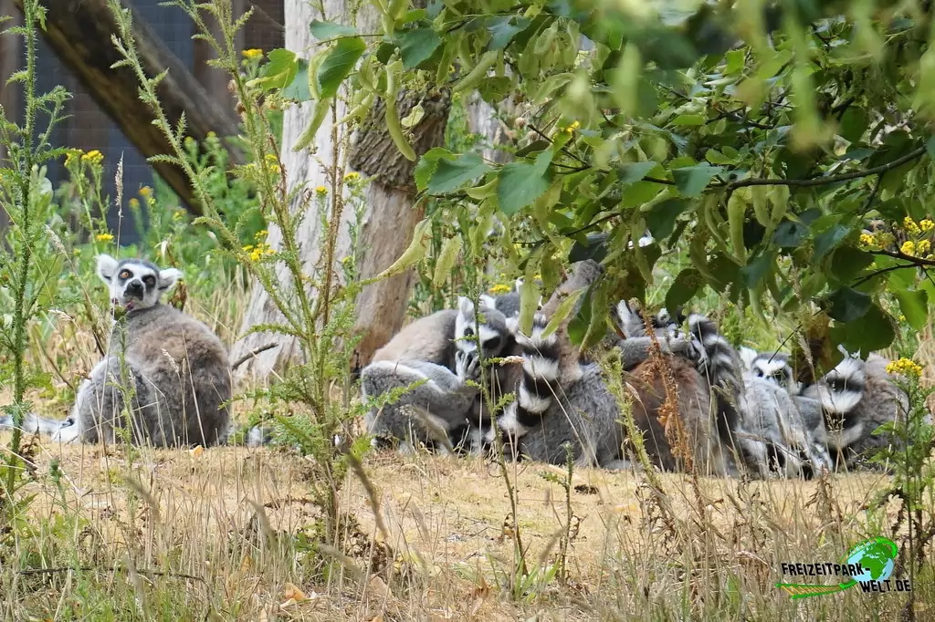 Katta im NaturZoo Rheine - 2019