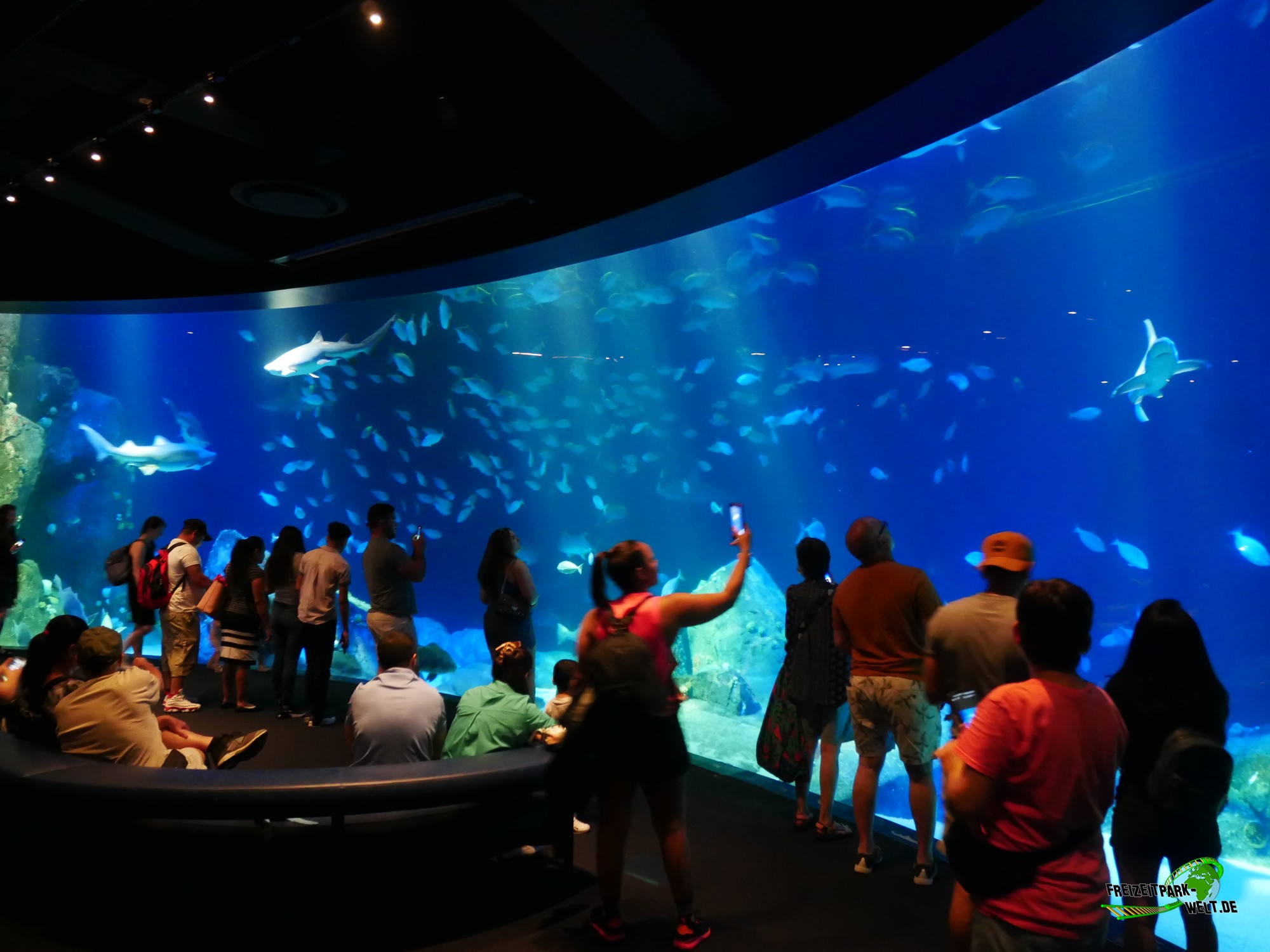 Ein Tag im New York Aquarium New York Aquarium