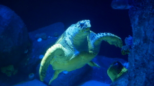 Ein Tag im New York Aquarium - New York Aquarium