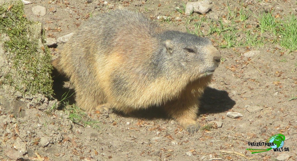 Alpenmurmeltier - Heimat-Tierpark Olderdissen