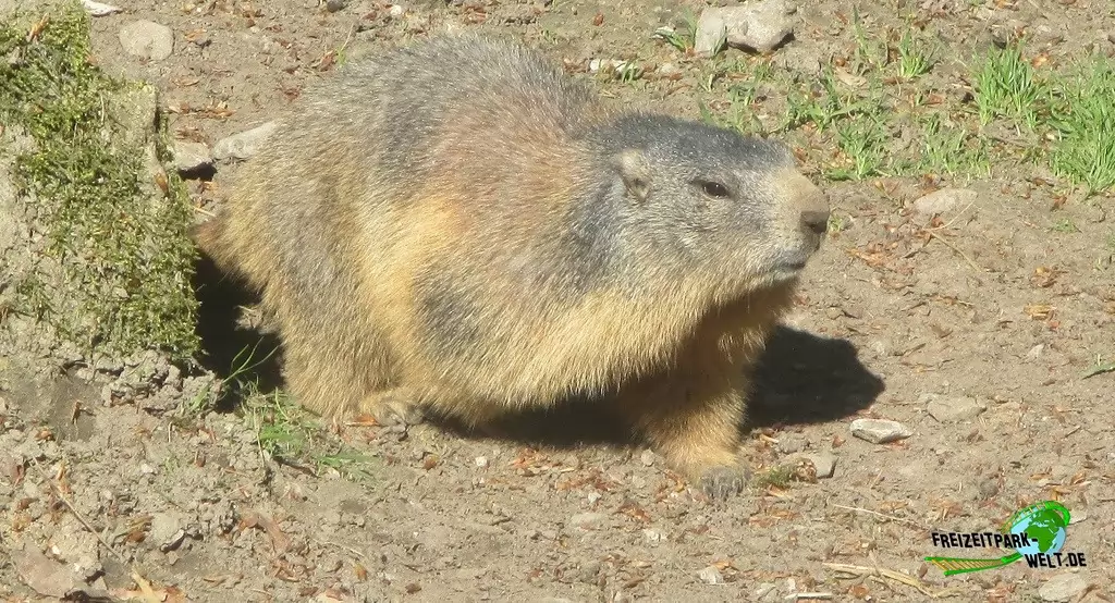 Alpenmurmeltier im Heimat-Tierpark Olderdissen - 2016